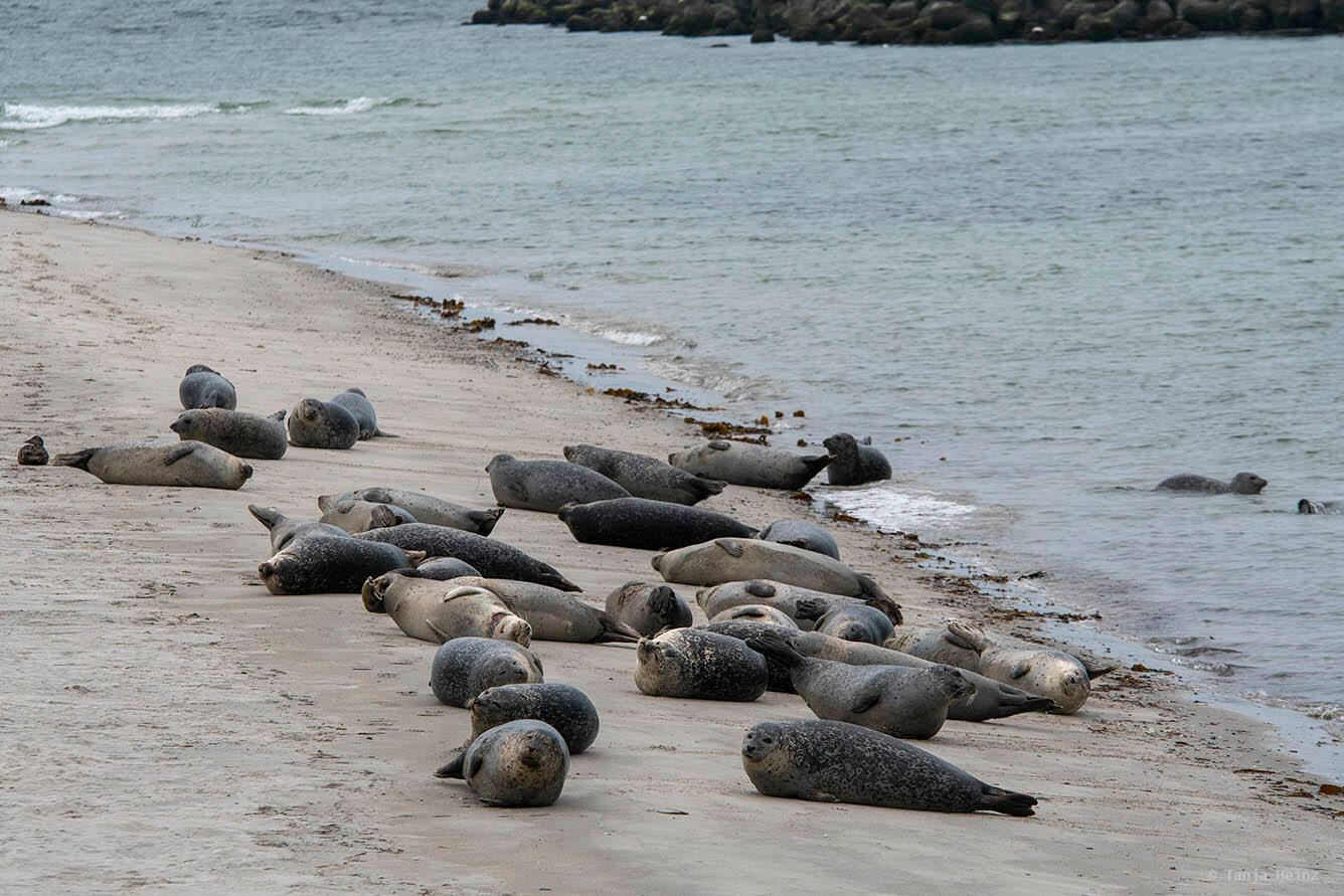 Seehunde auf Helgoland