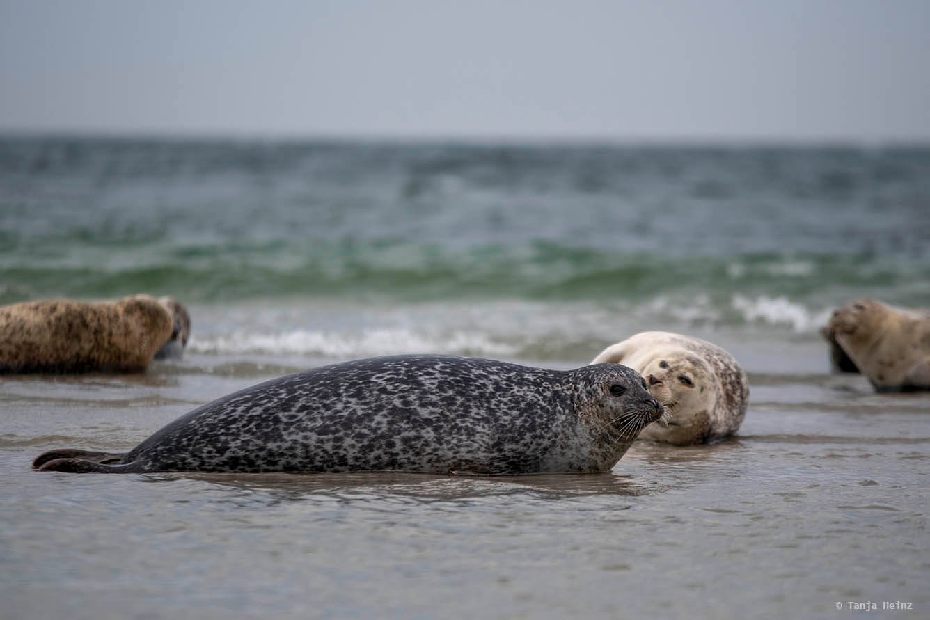 Seehunde auf Helgoland