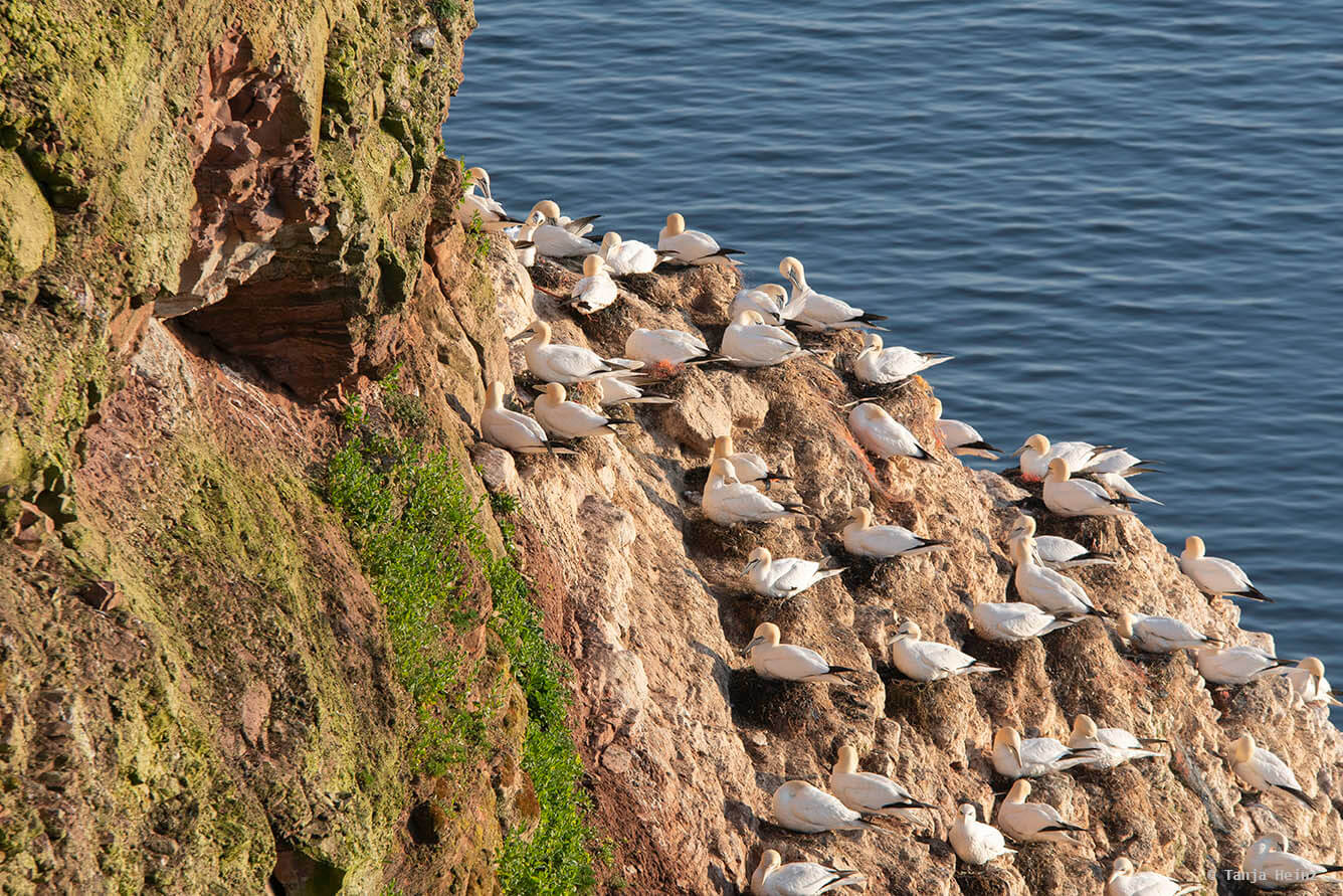 Basstölpel auf Helgoland