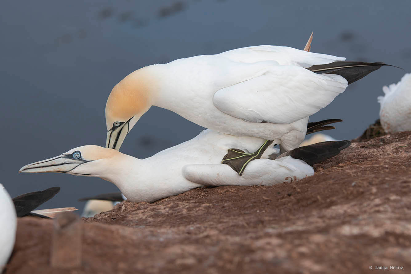 Basstölpel auf Helgoland