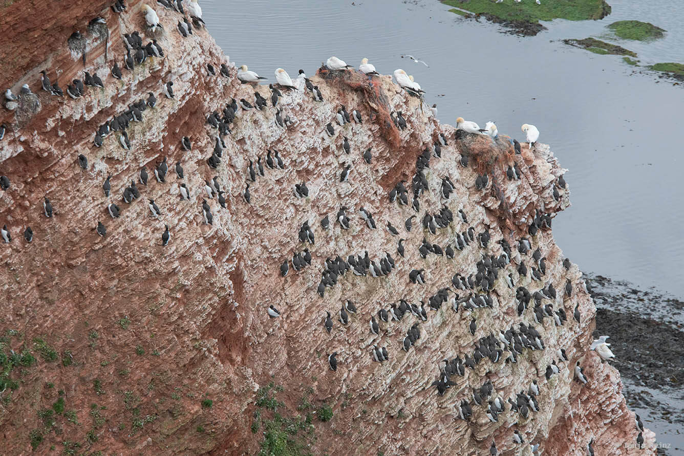 Basstölpel auf Helgoland
