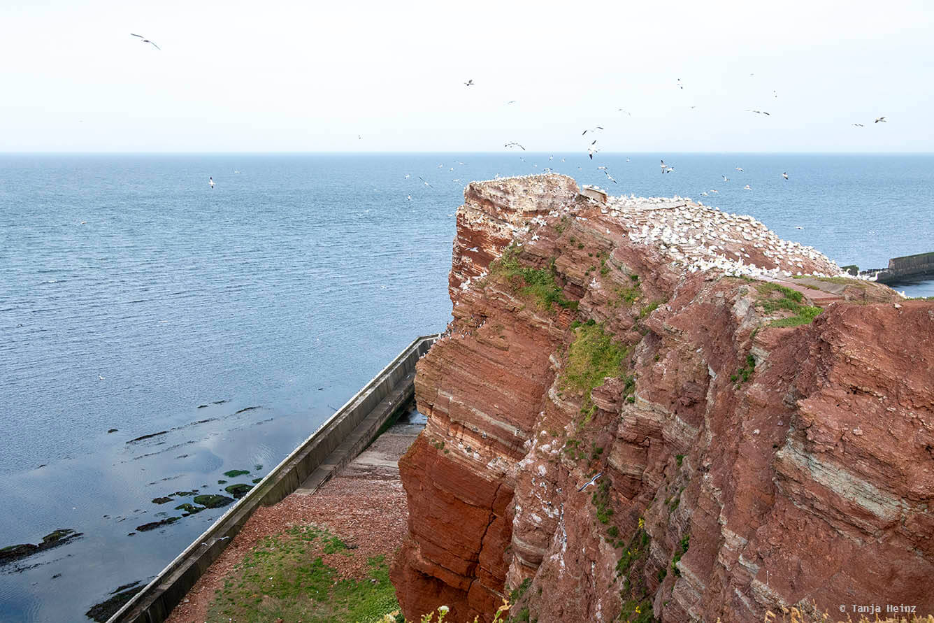 Basstölpel auf Helgoland