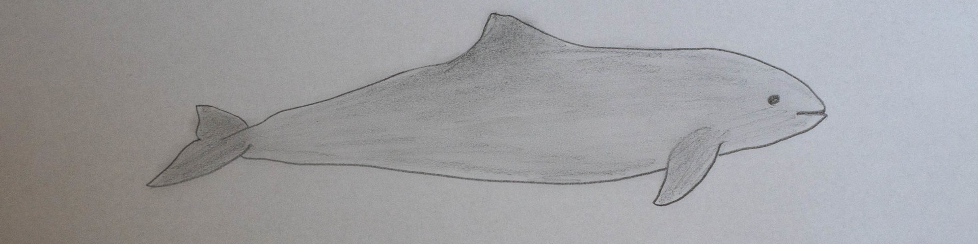 Harbor porpoises in the Baltic Sea