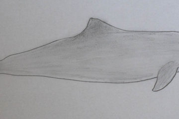 Harbor porpoises in the Baltic Sea