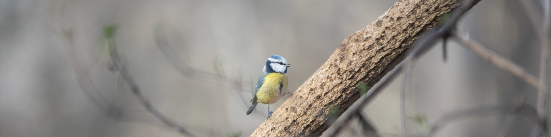 Stunde der Wintervögel 2021