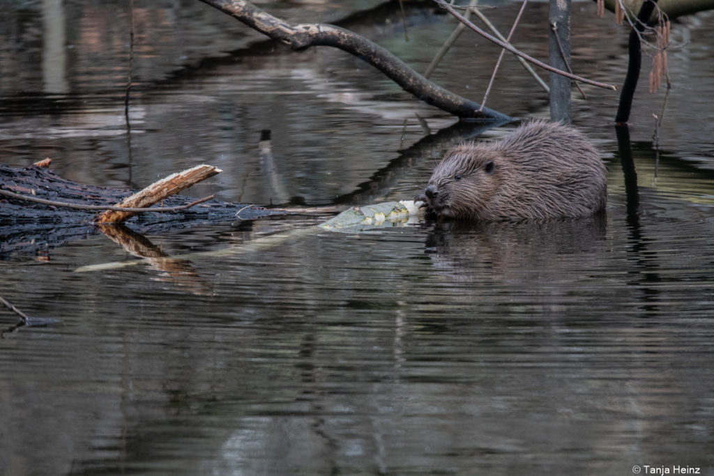 Europäischer Biber