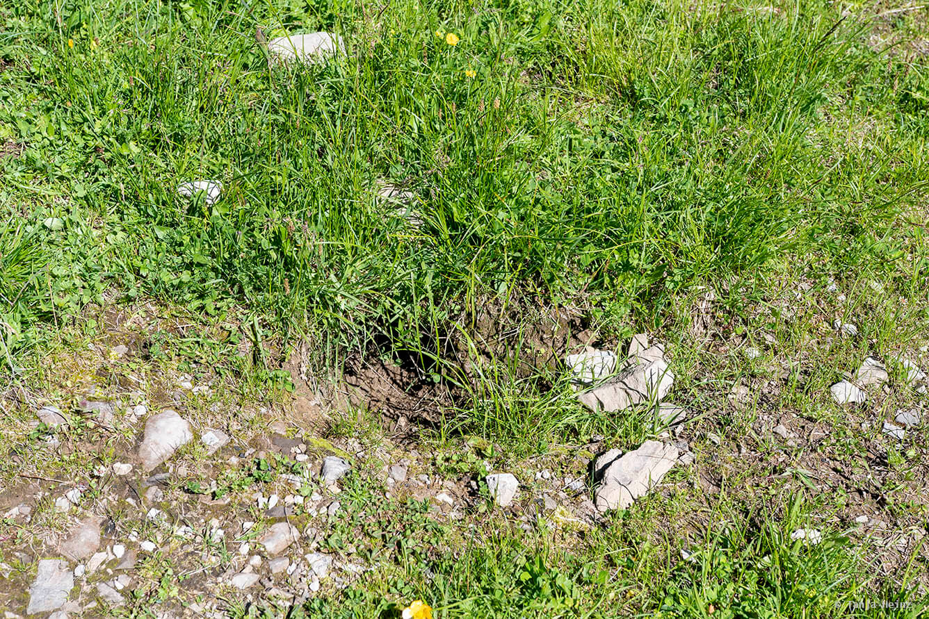 Bau von einem Murmeltier