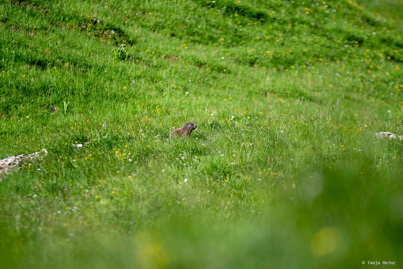 Murmeltier in den Allgäuer Alpen