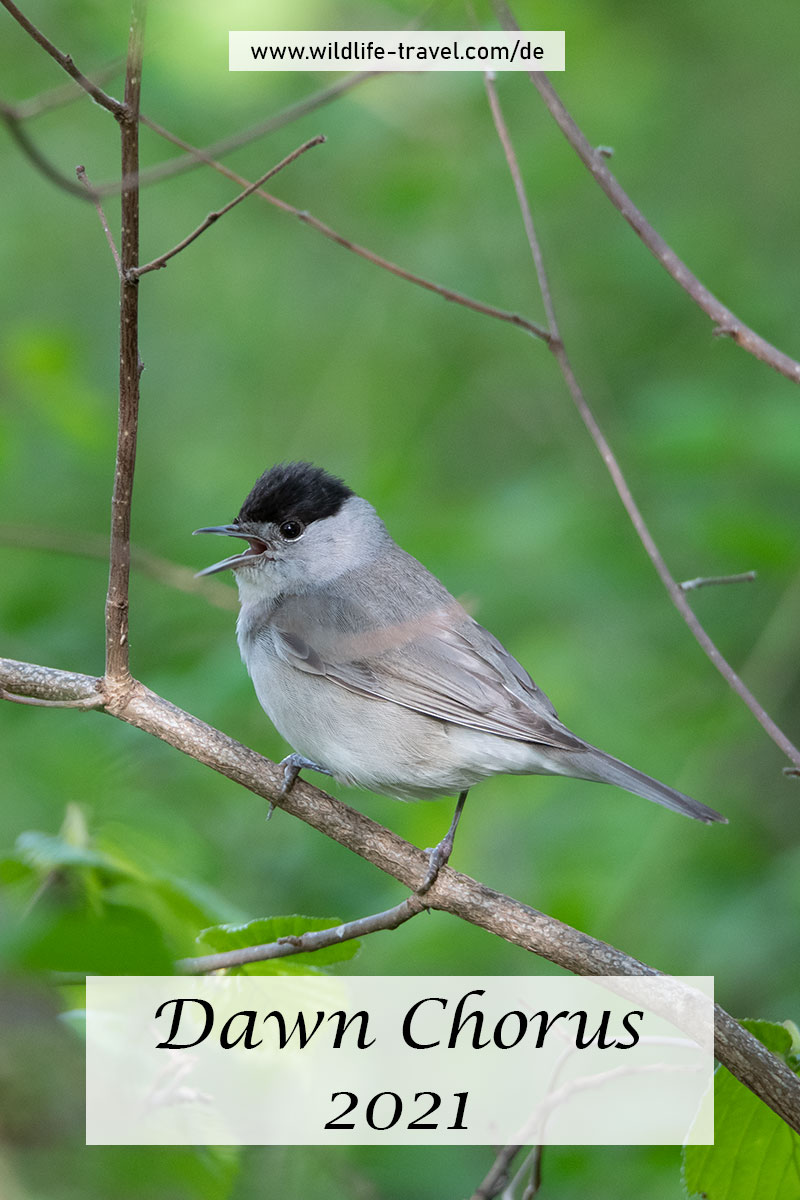 dawn chorus 2021