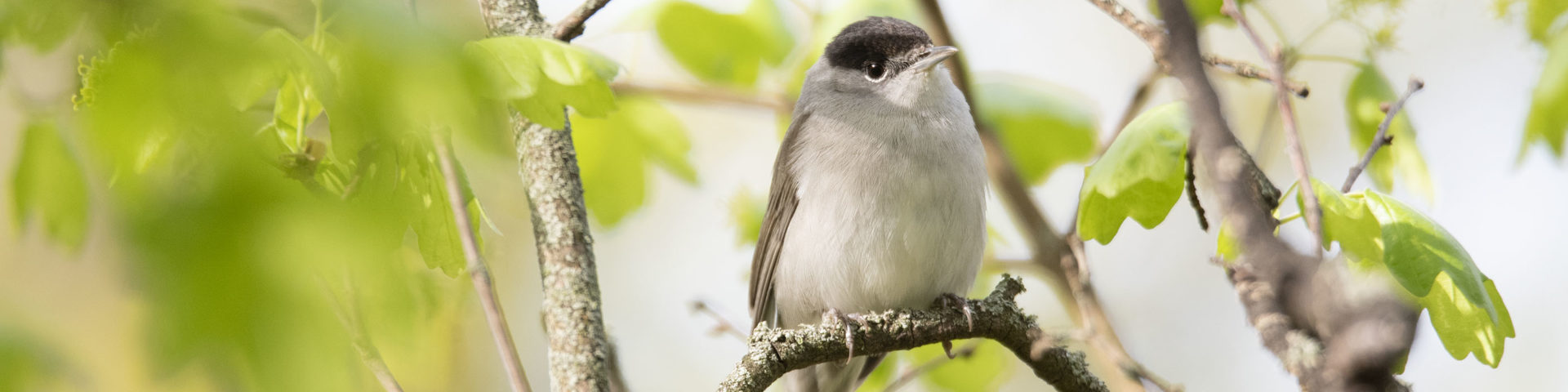 Stunde der Gartenvögel 2021