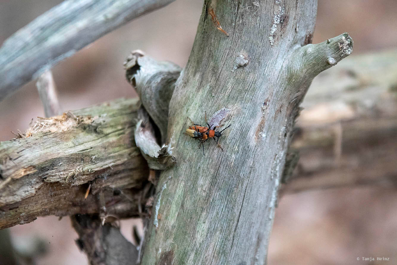 Insects in summer