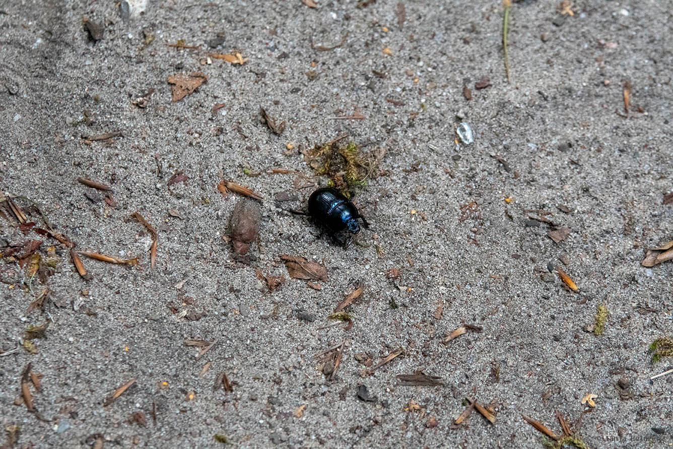 Insects in summer