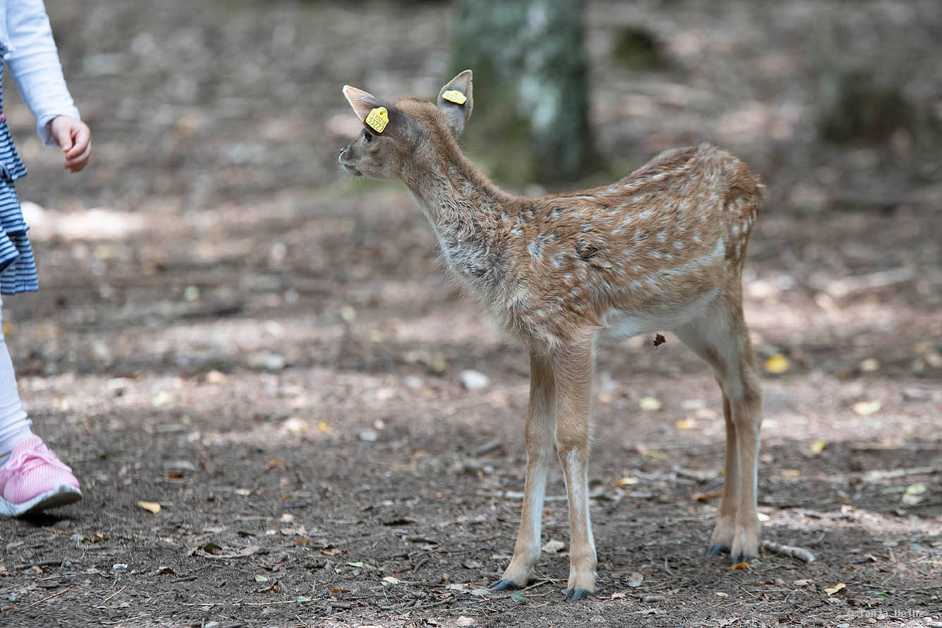 feeding animals