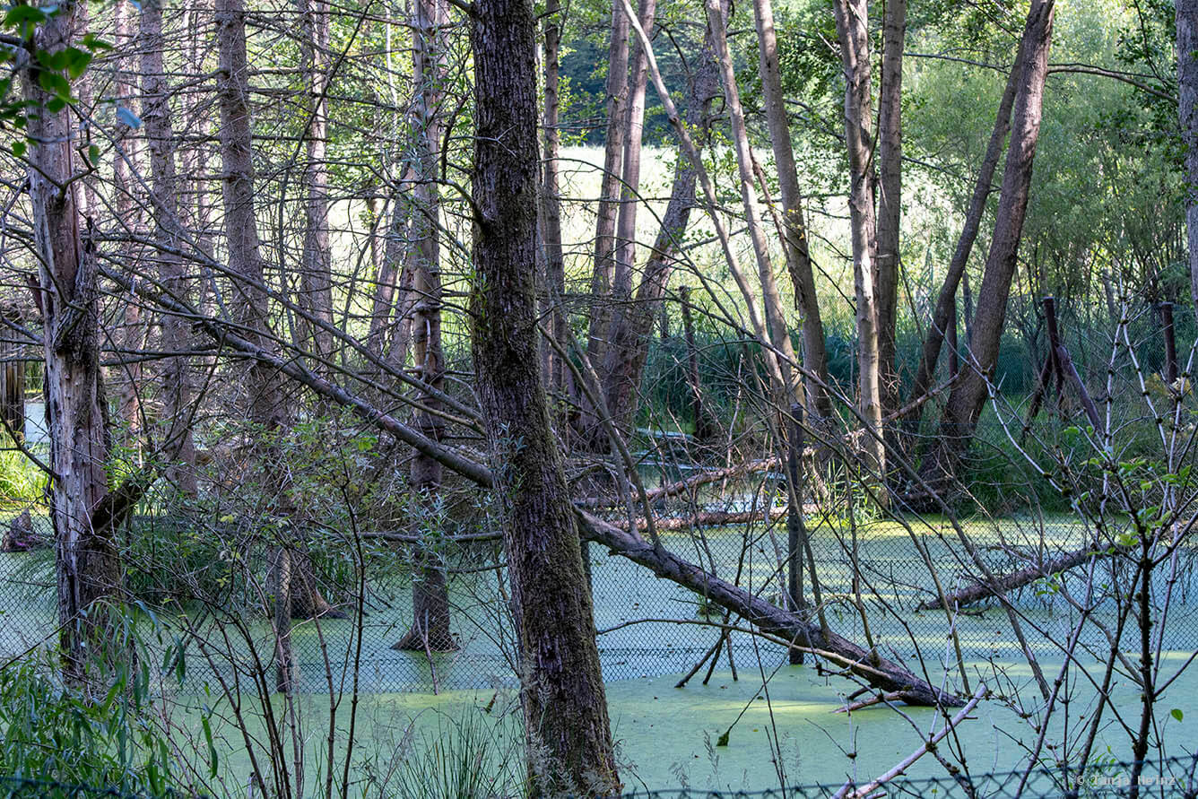 Kunsterspring