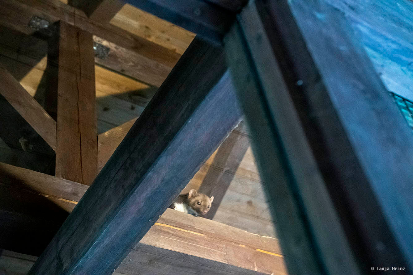 stone marten