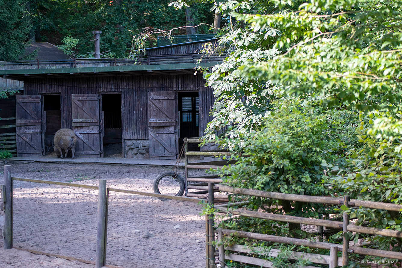 Kunsterspring