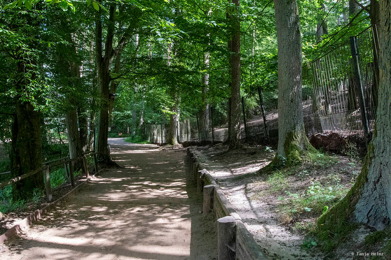 Kunsterspring