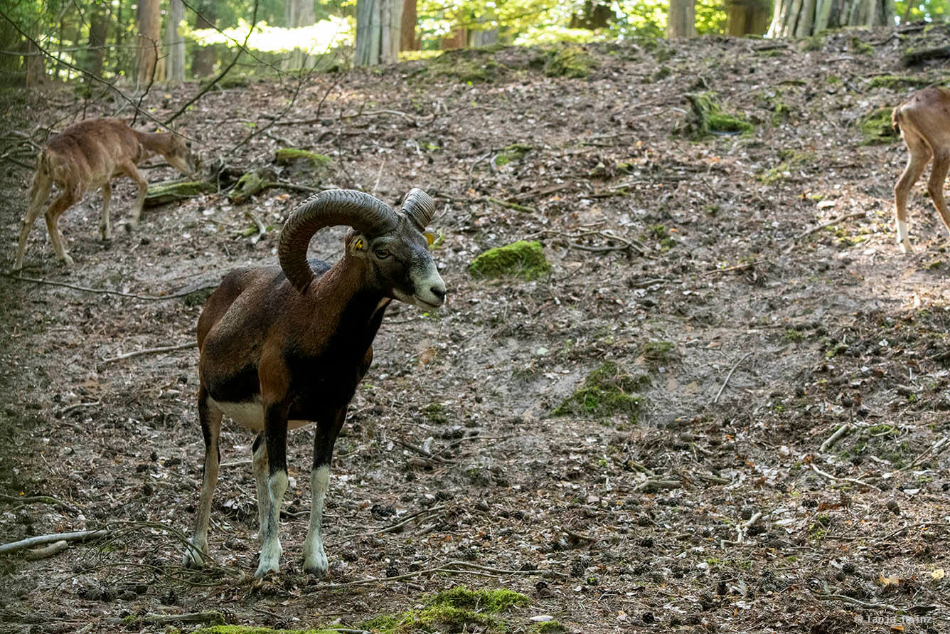 European mouflon
