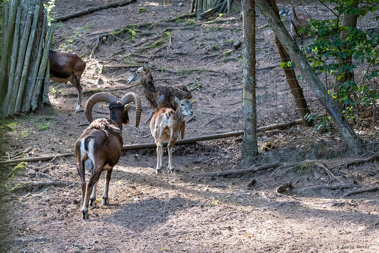 European mouflon