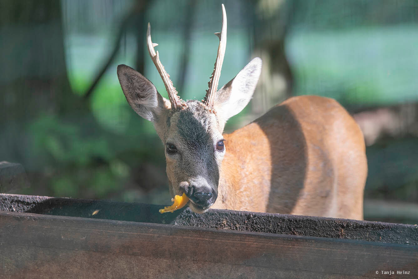 deer