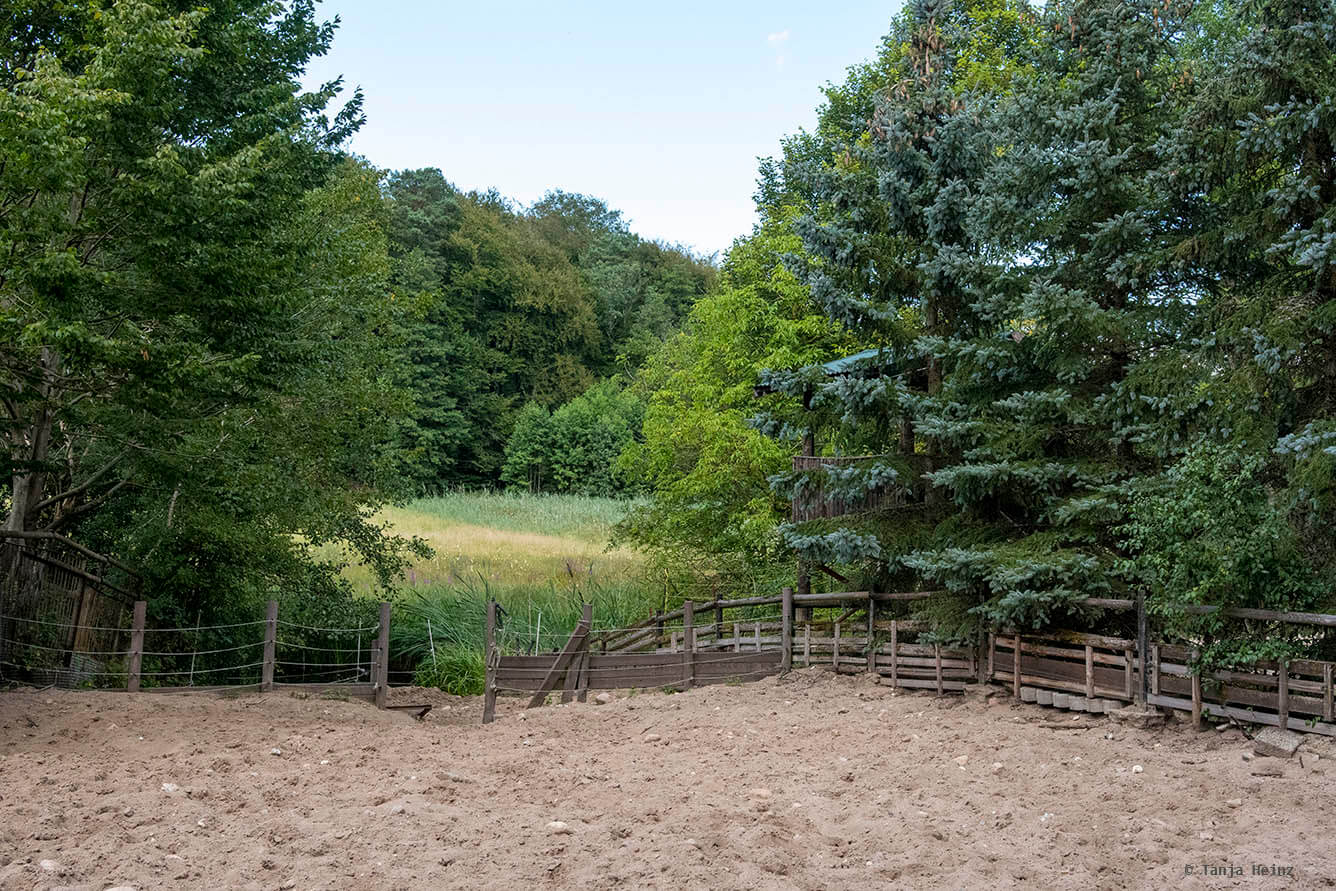 Kunsterspring