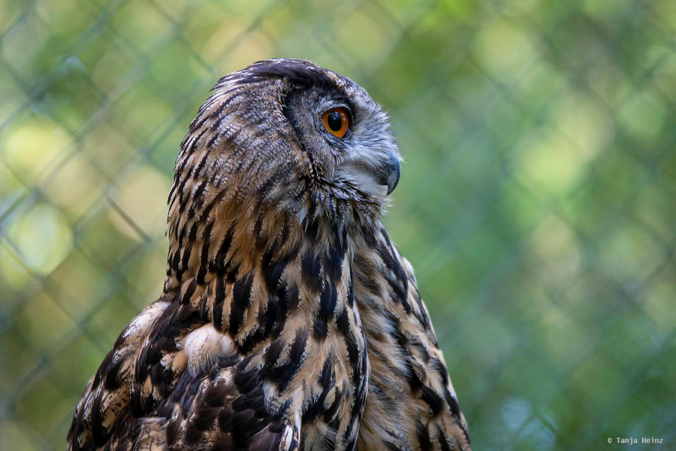 eagle owl