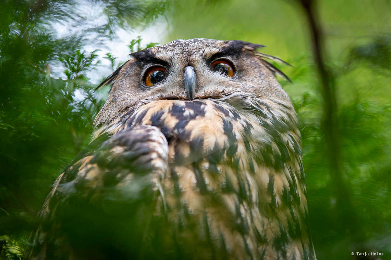 eagle owl