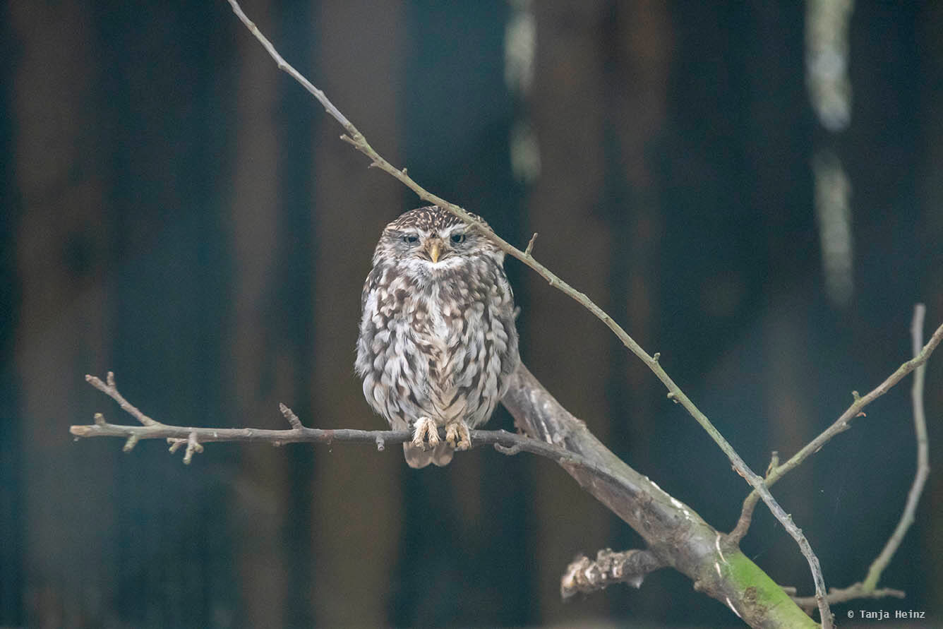 little owl