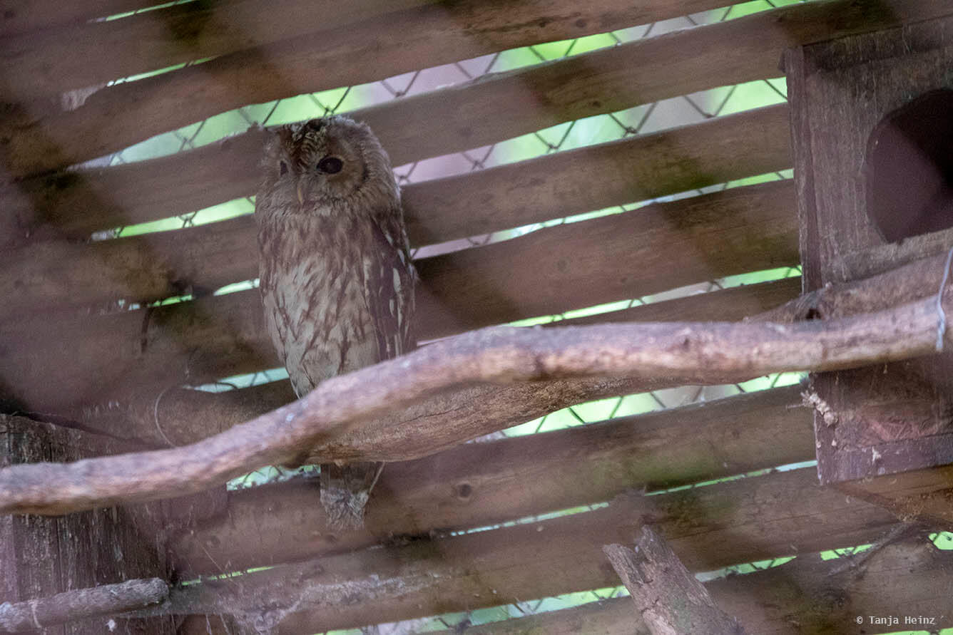 tawny owl