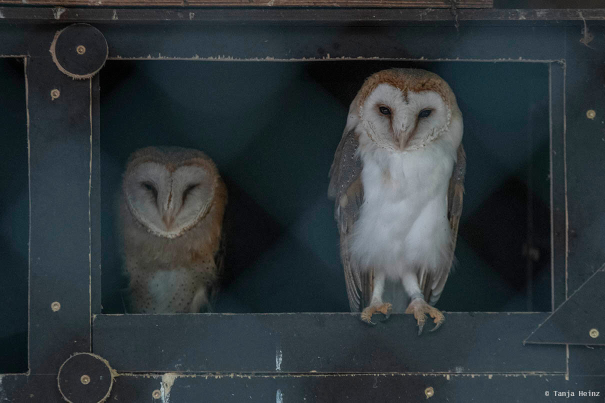 barn owl