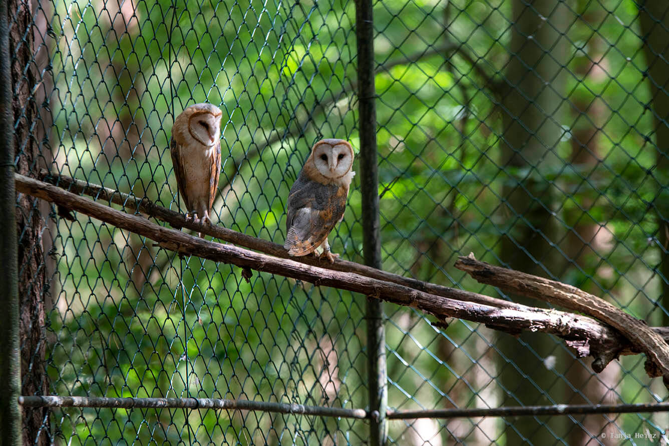 barn owl