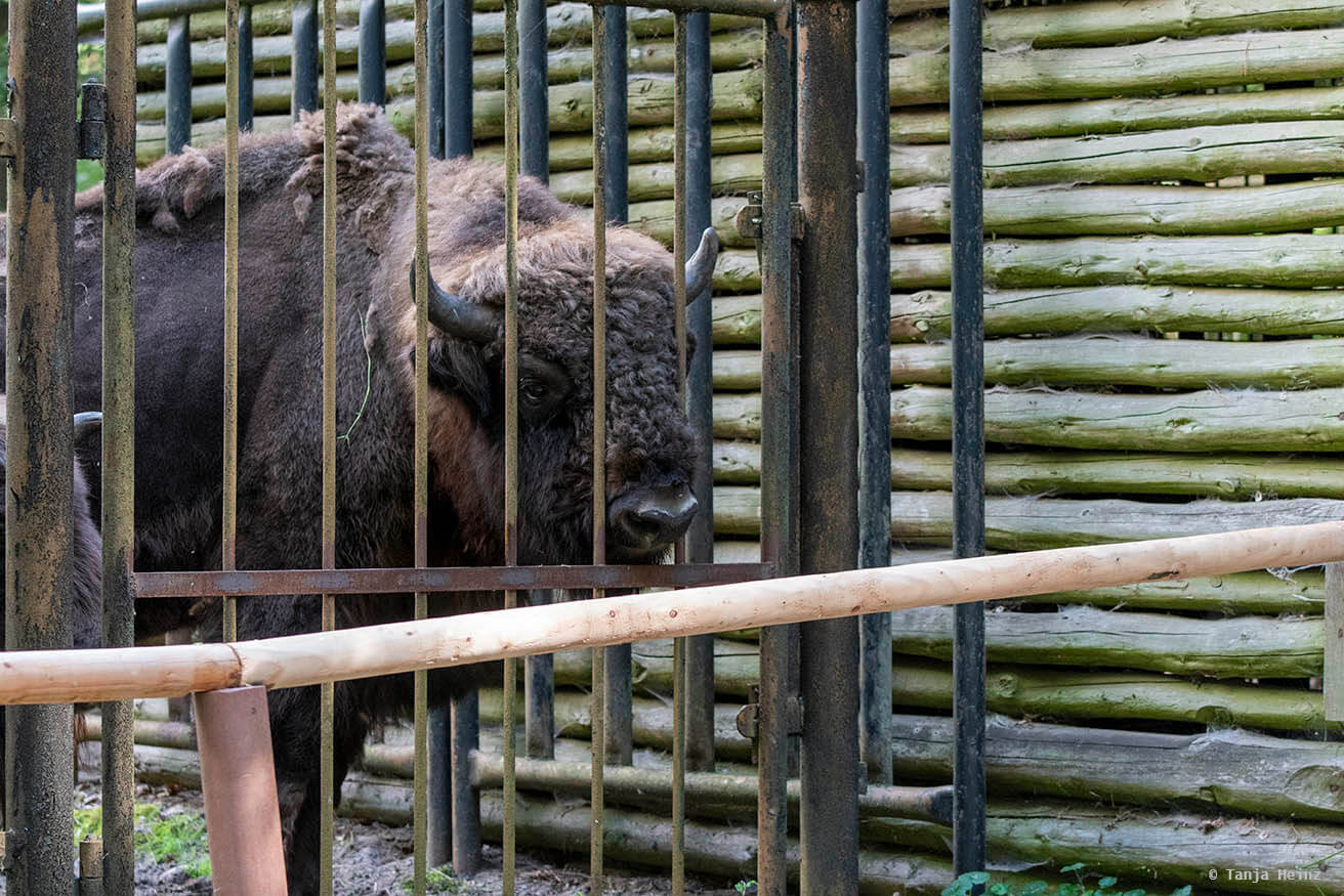 bison