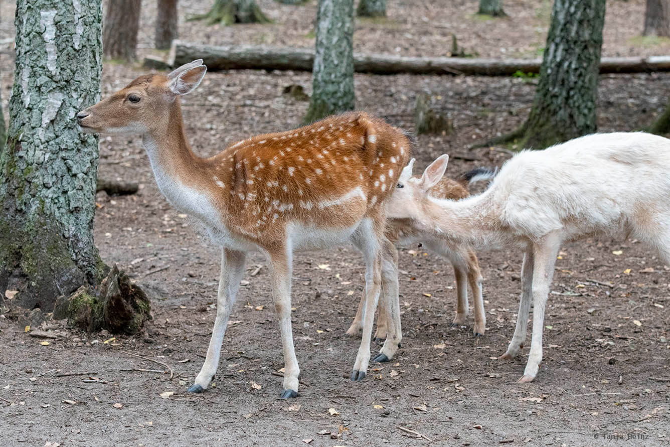 fallow deer