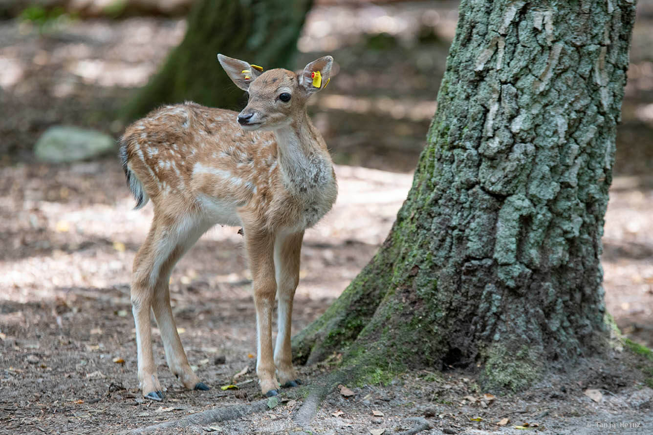 fallow deer