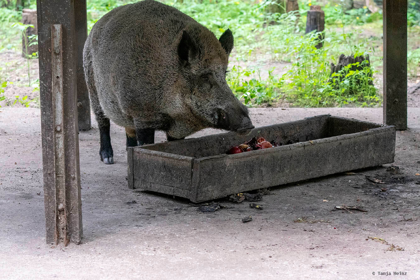 wild boar