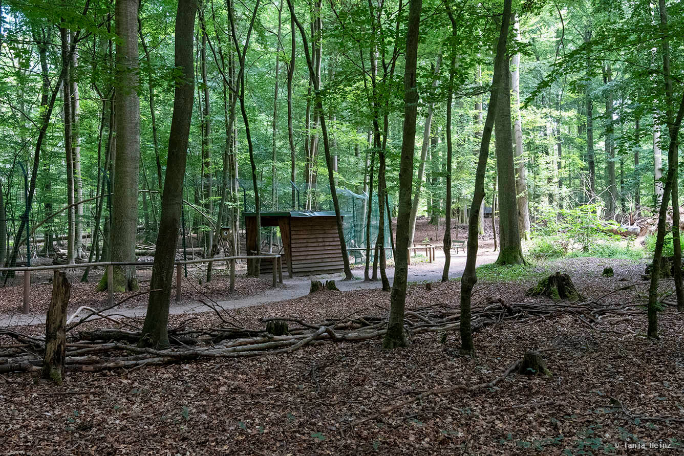 Kunsterspring
