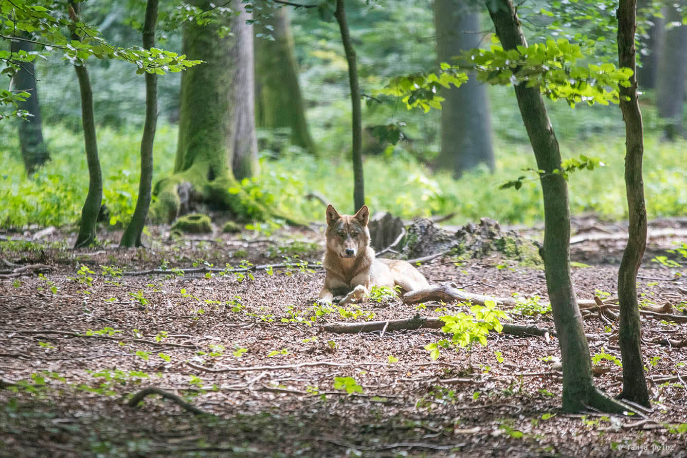 wolf