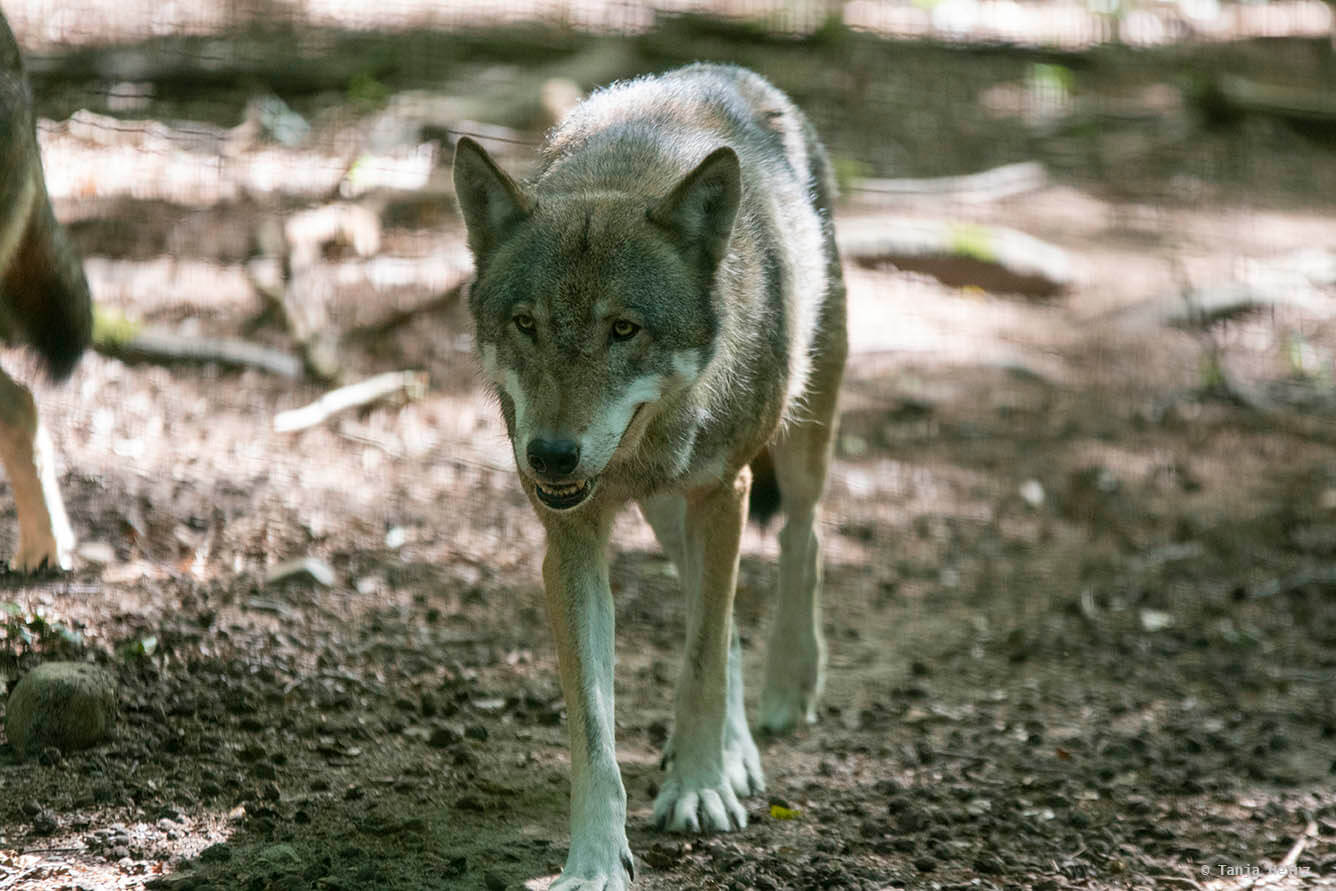 wolf