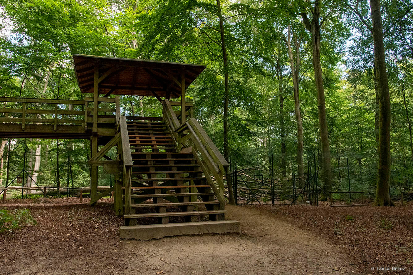 Kunsterspring