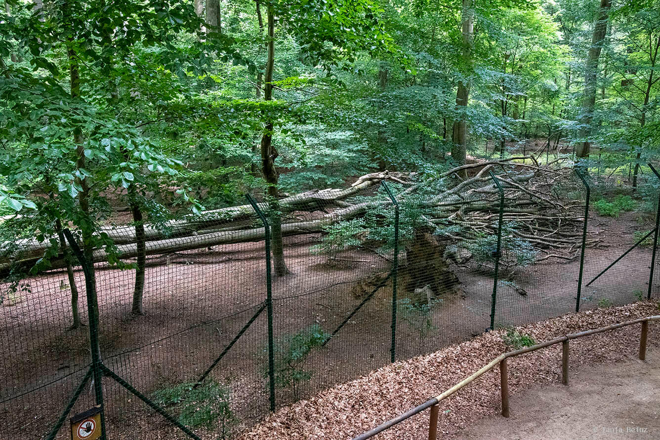 Kunsterspring
