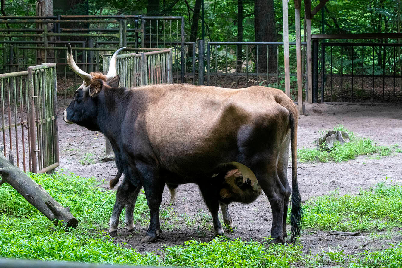 Heck cattle