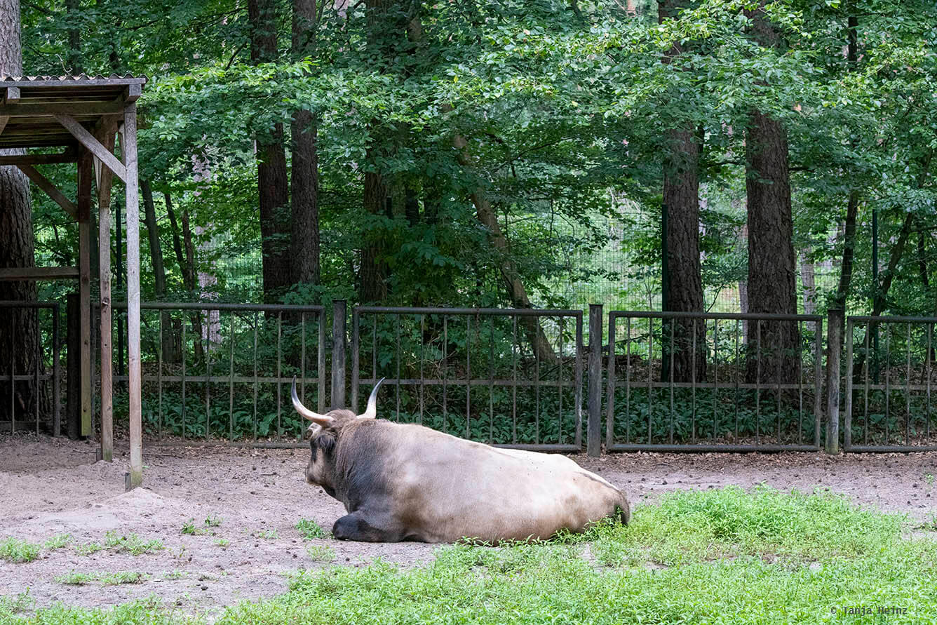 Heck cattle