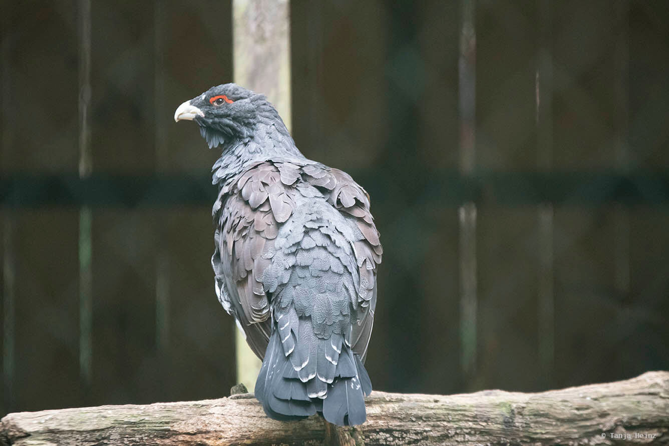 western capercaillie