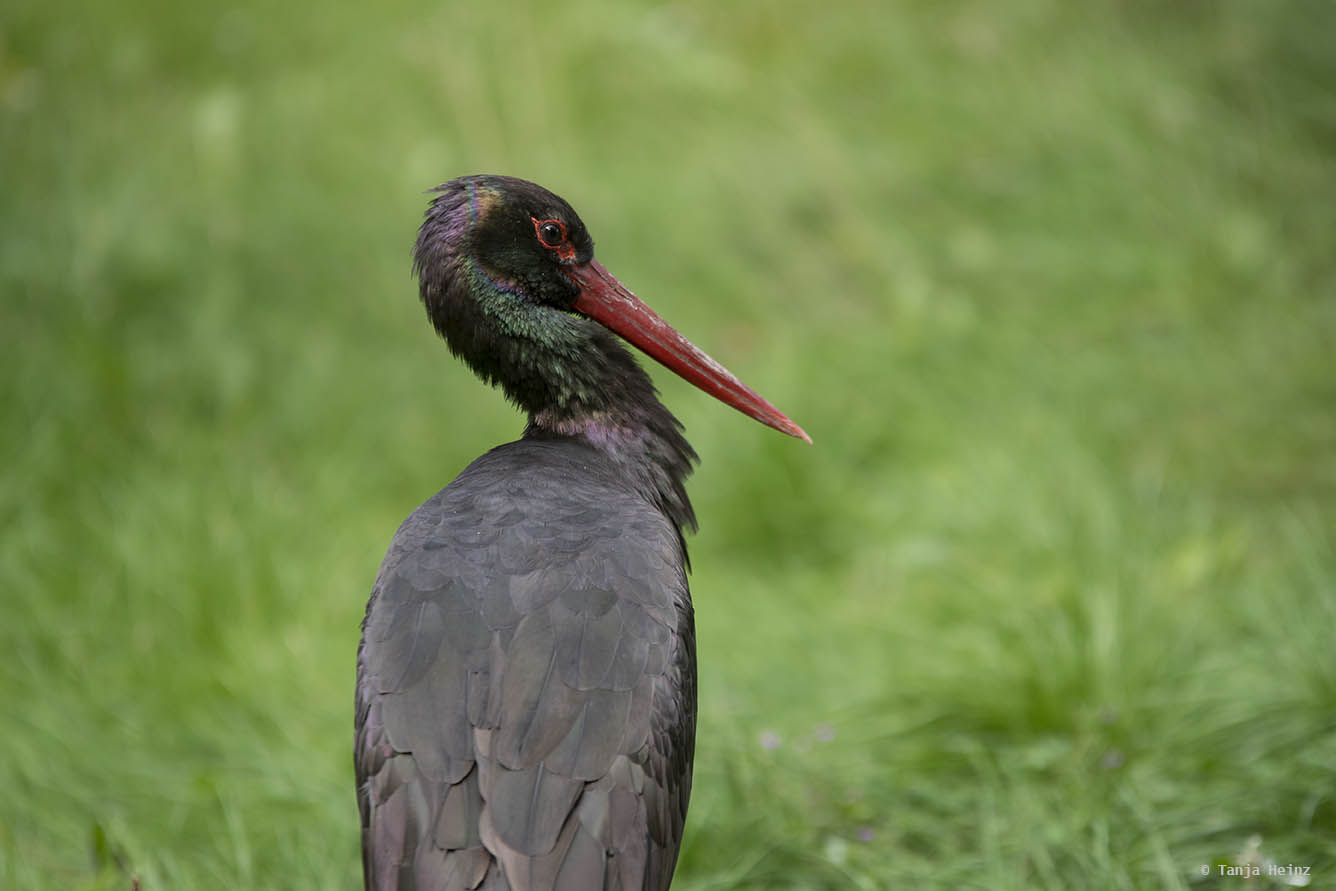 black stork