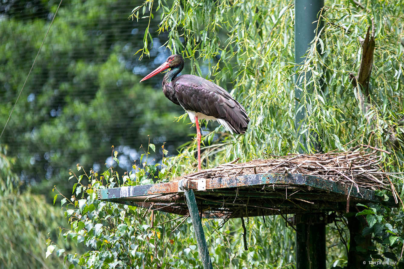 black stork