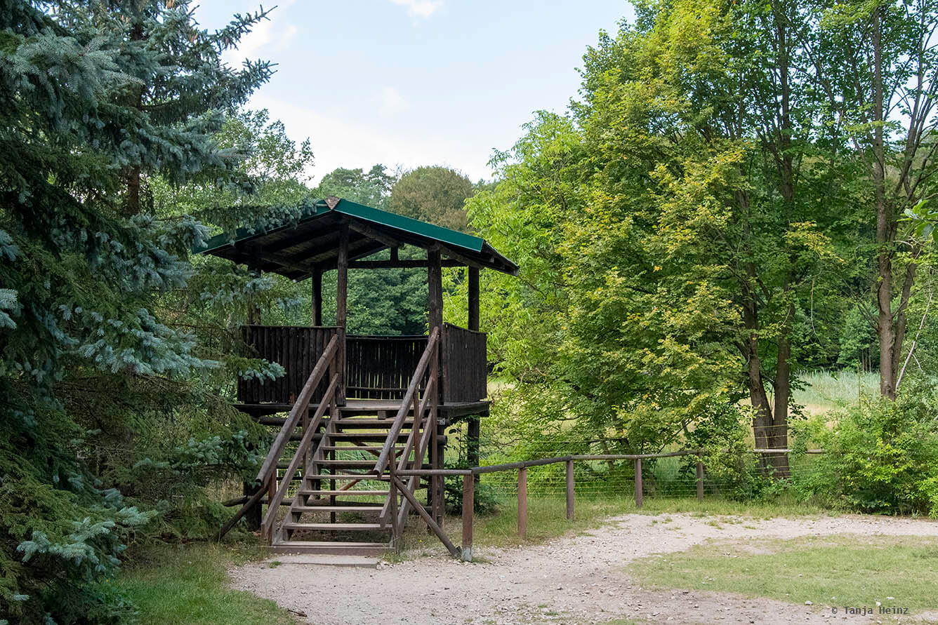 Kunsterspring