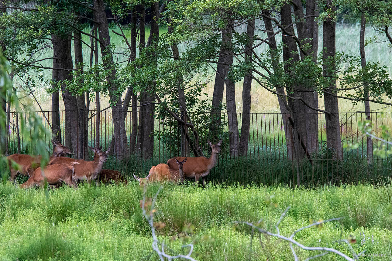 red deer