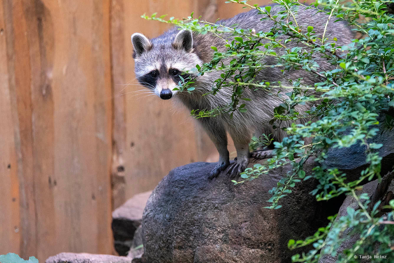 raccoon