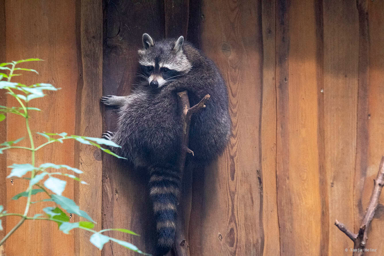 raccoon
