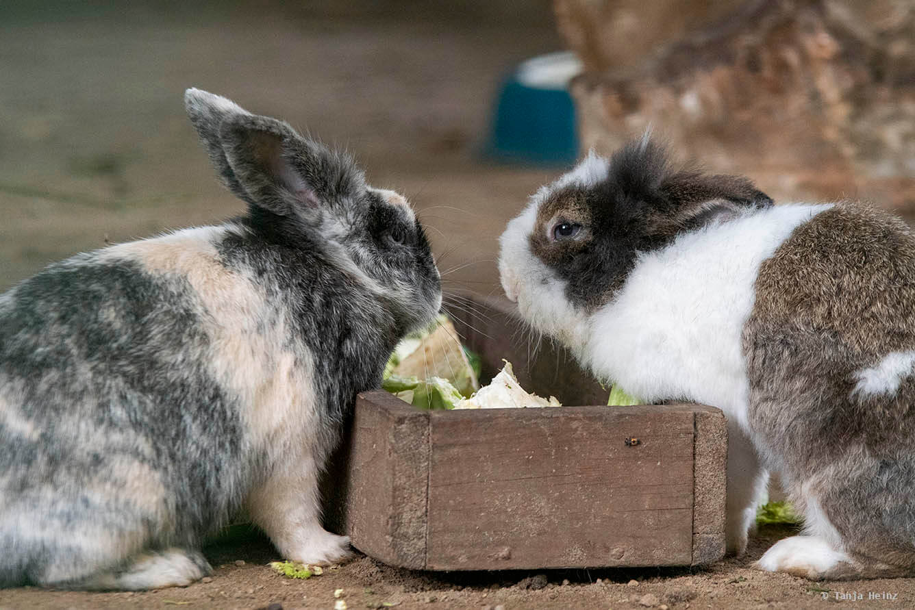 rabbits